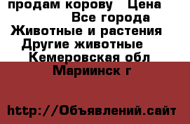 продам корову › Цена ­ 70 000 - Все города Животные и растения » Другие животные   . Кемеровская обл.,Мариинск г.